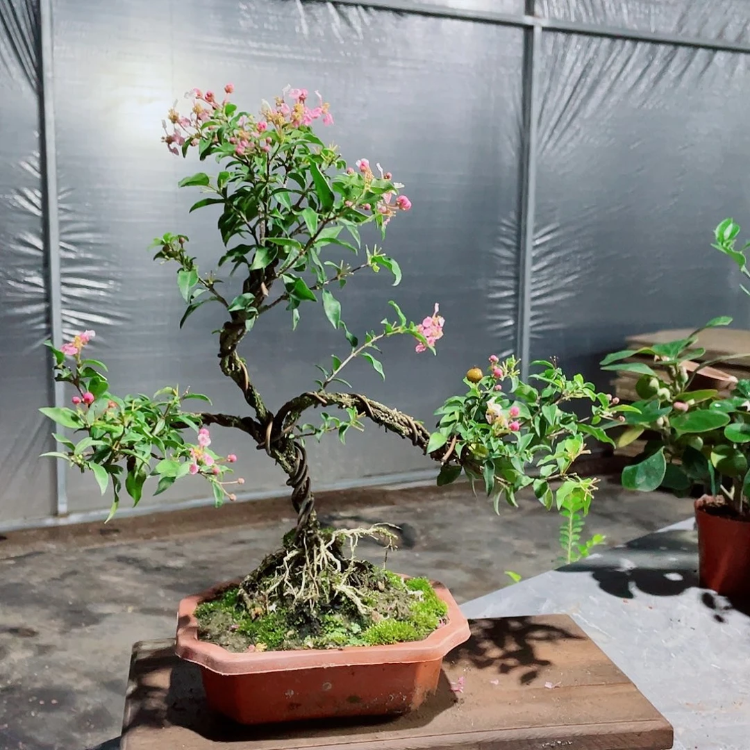 大部分花苞少量开放造型樱花盆景，按图发