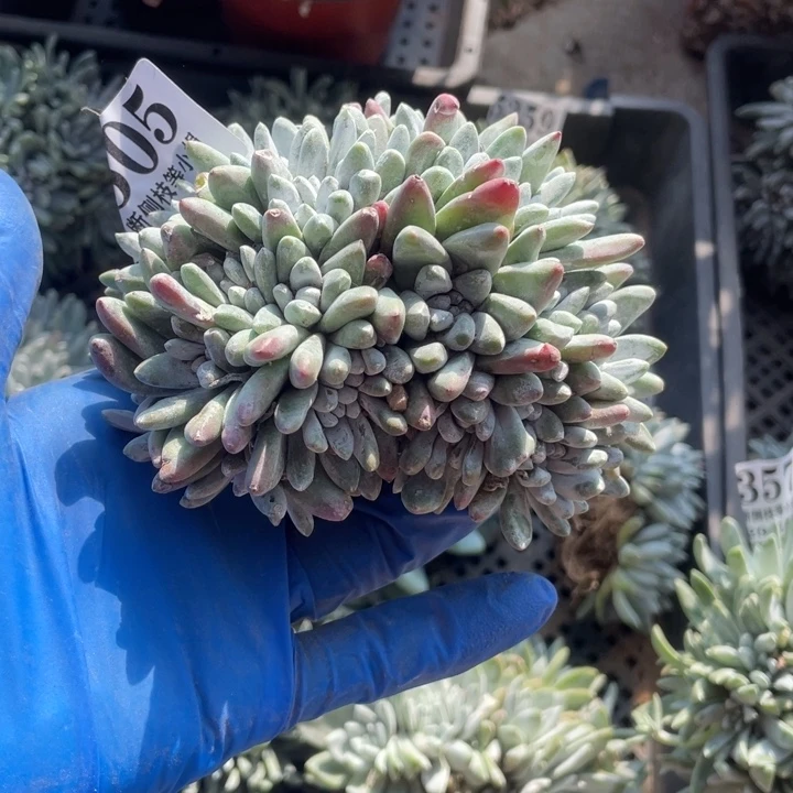 505号白拇多肉植物
