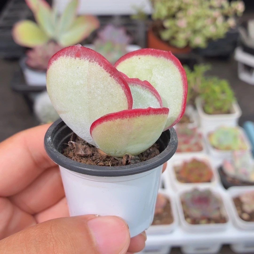 白眉多肉9.9包邮发货