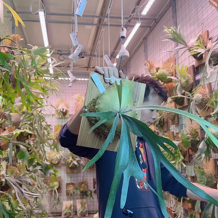 无花朵pn月光两混a15