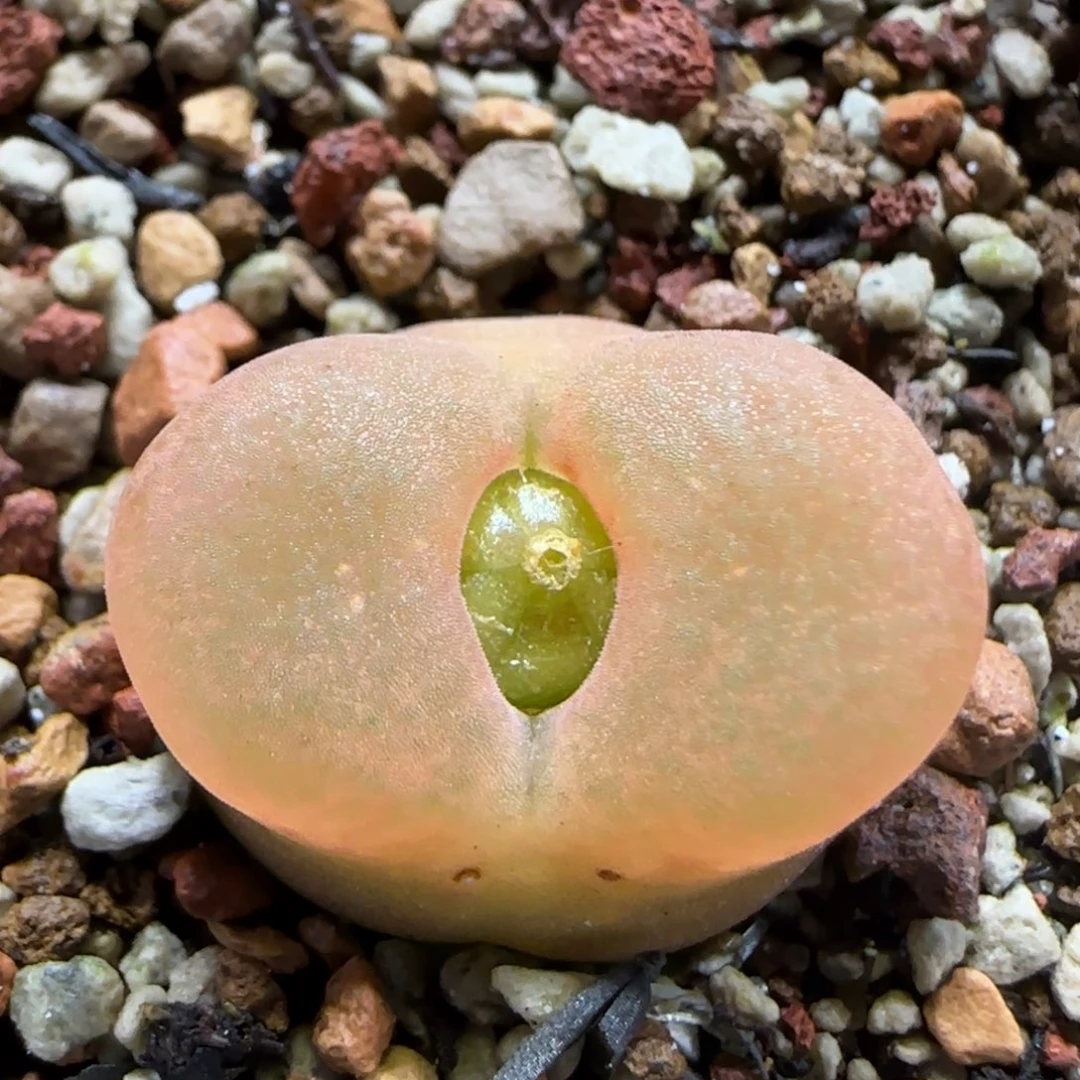 1.5  水蜜桃福利 5006