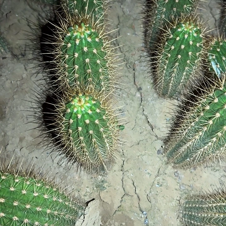 德绍儿星带根高25公分以上毛花柱