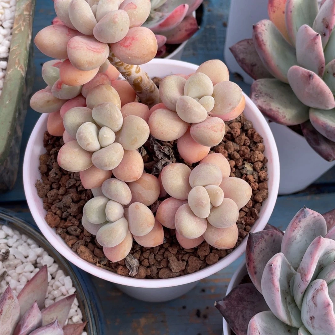 洛神多肉植物盆栽