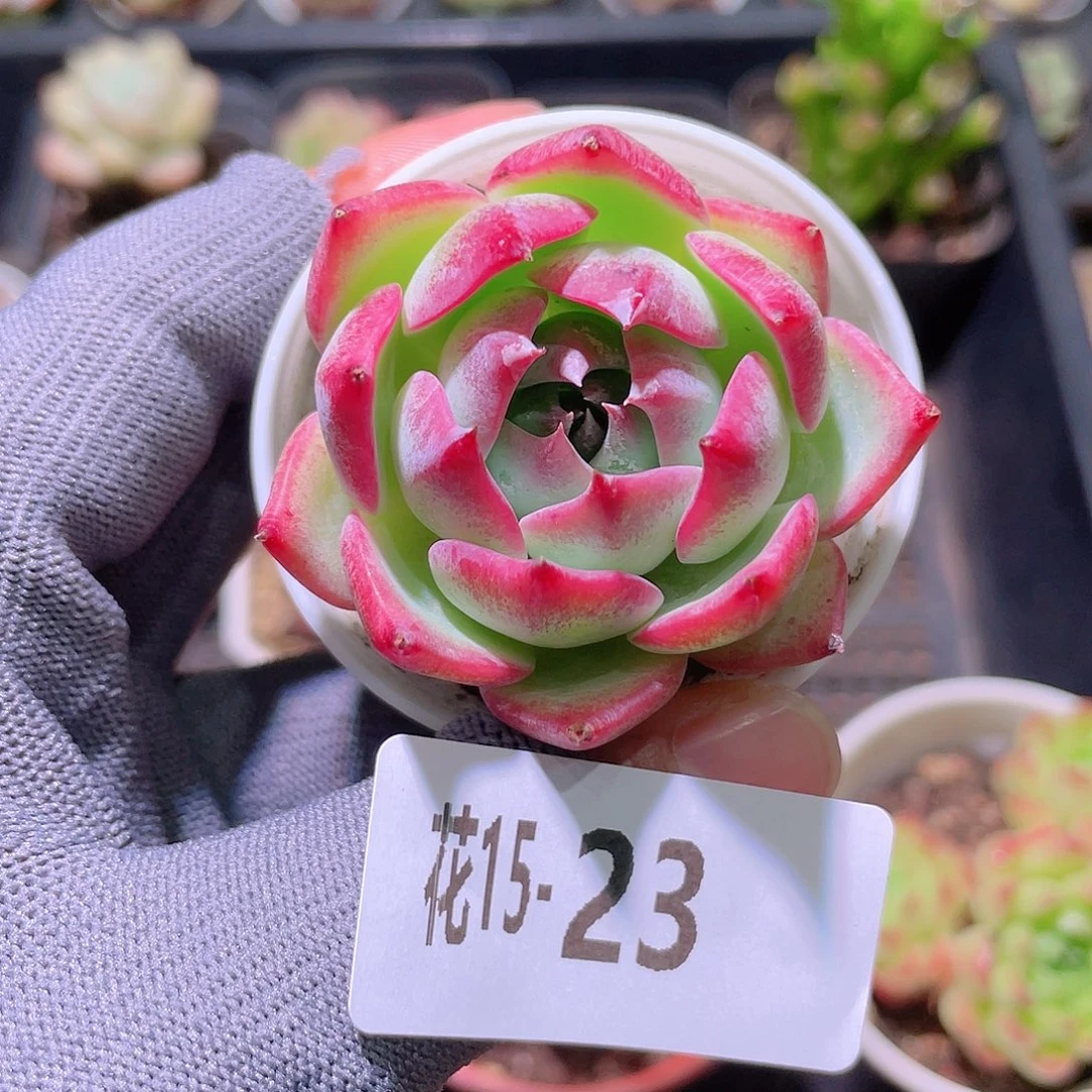 花利美15-23吉娃娃