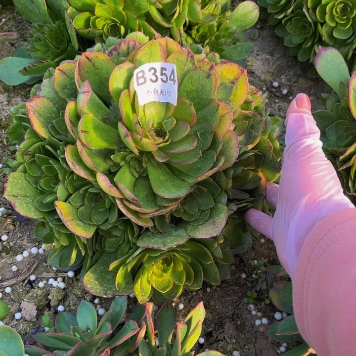 354万拉丝量多肉法师不包断枝