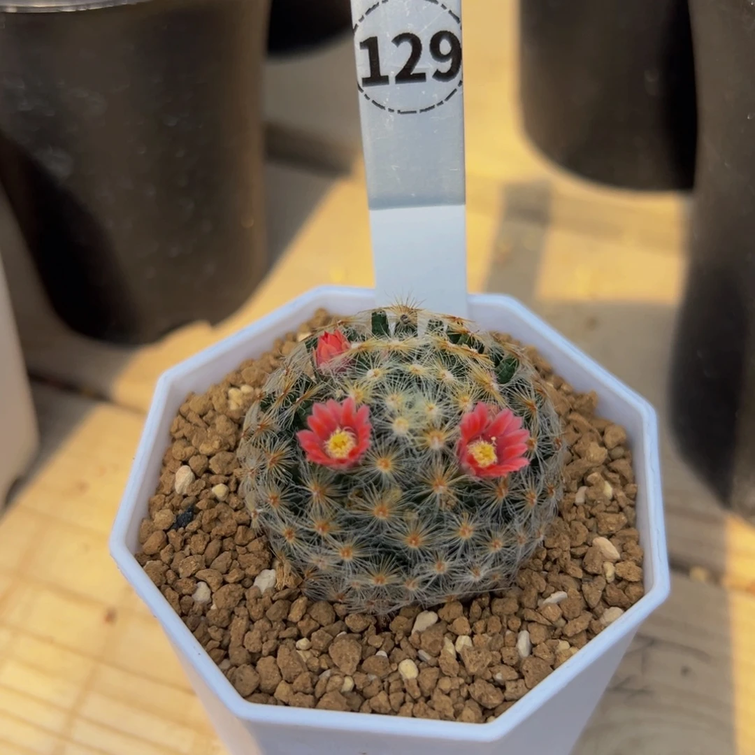 *****明星丸多肉植物129