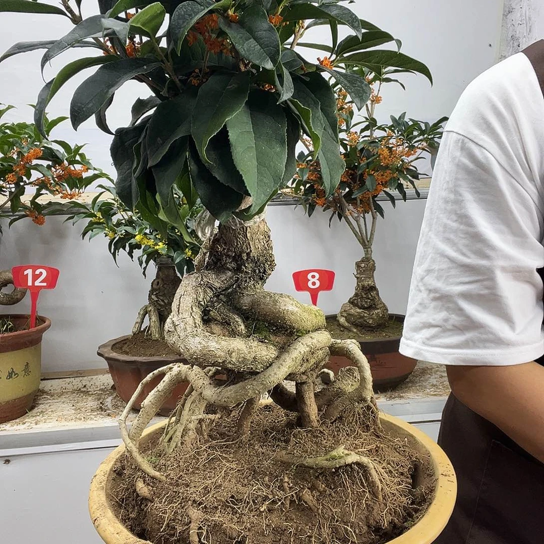 王***森大部分花苞少量开放