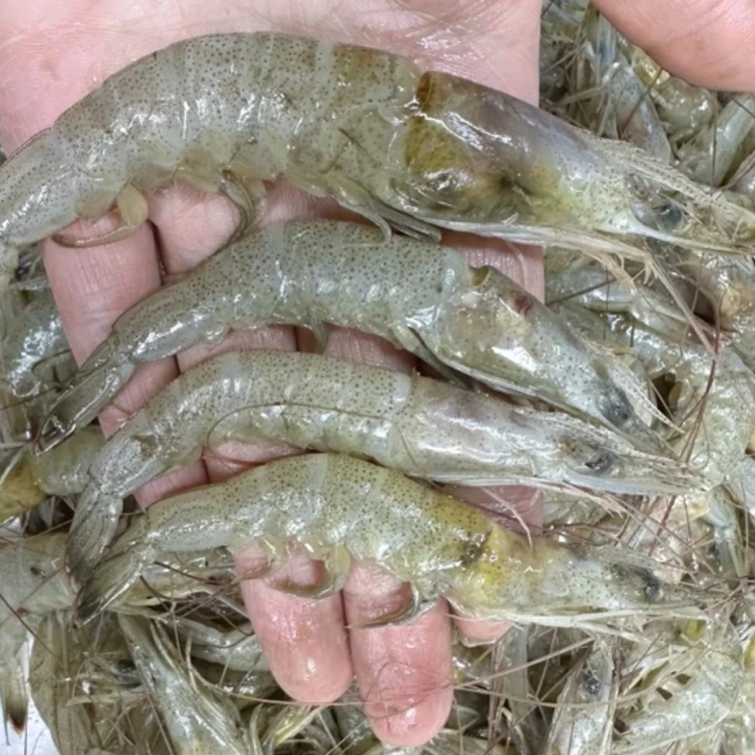 大连野生白银虾 羊毛虾 净重4斤 适合扒虾仁  顺丰包邮 嫌小勿拍