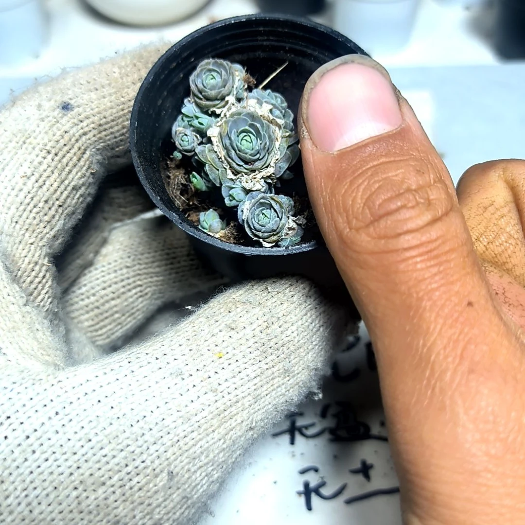 满9元包邮，子持莲华多头拇指盆