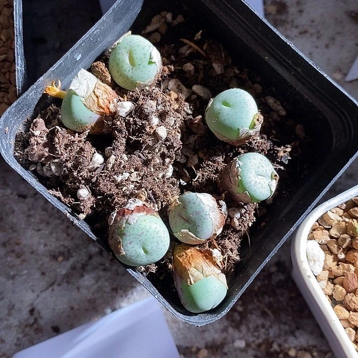 22314。  单头奶油嘴一颗。