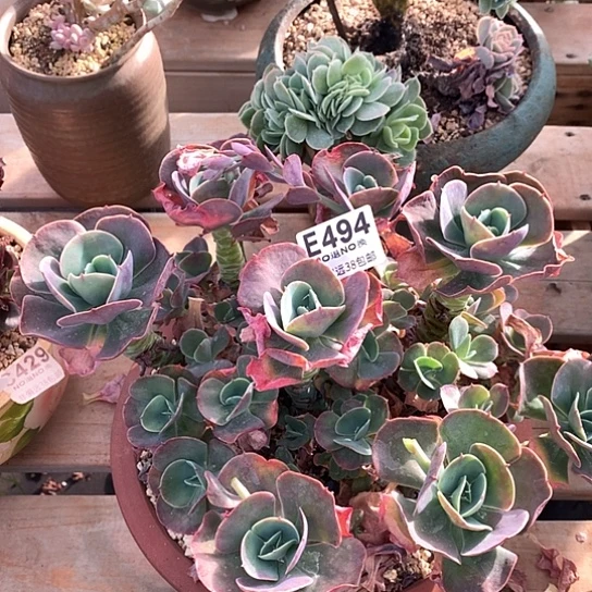 莫妮卡大群494 退款拉黑需延迟发货