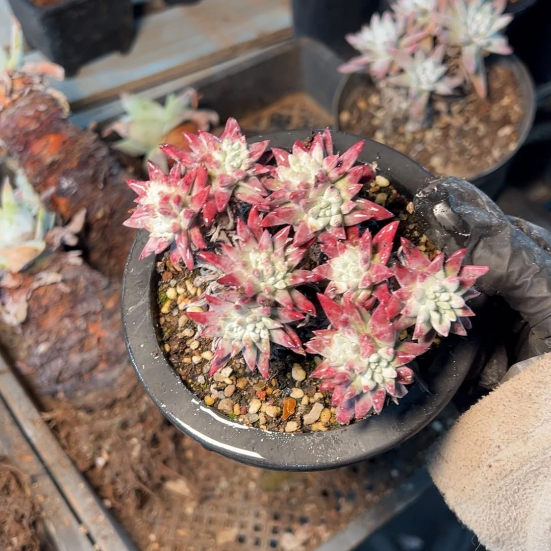 393个哈哈哈哈哈哈哈哈