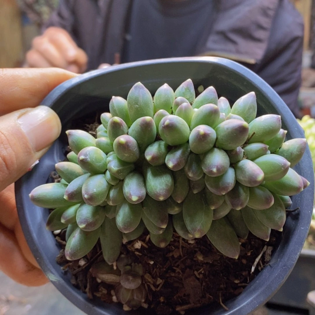 老*43号千代田缀多肉