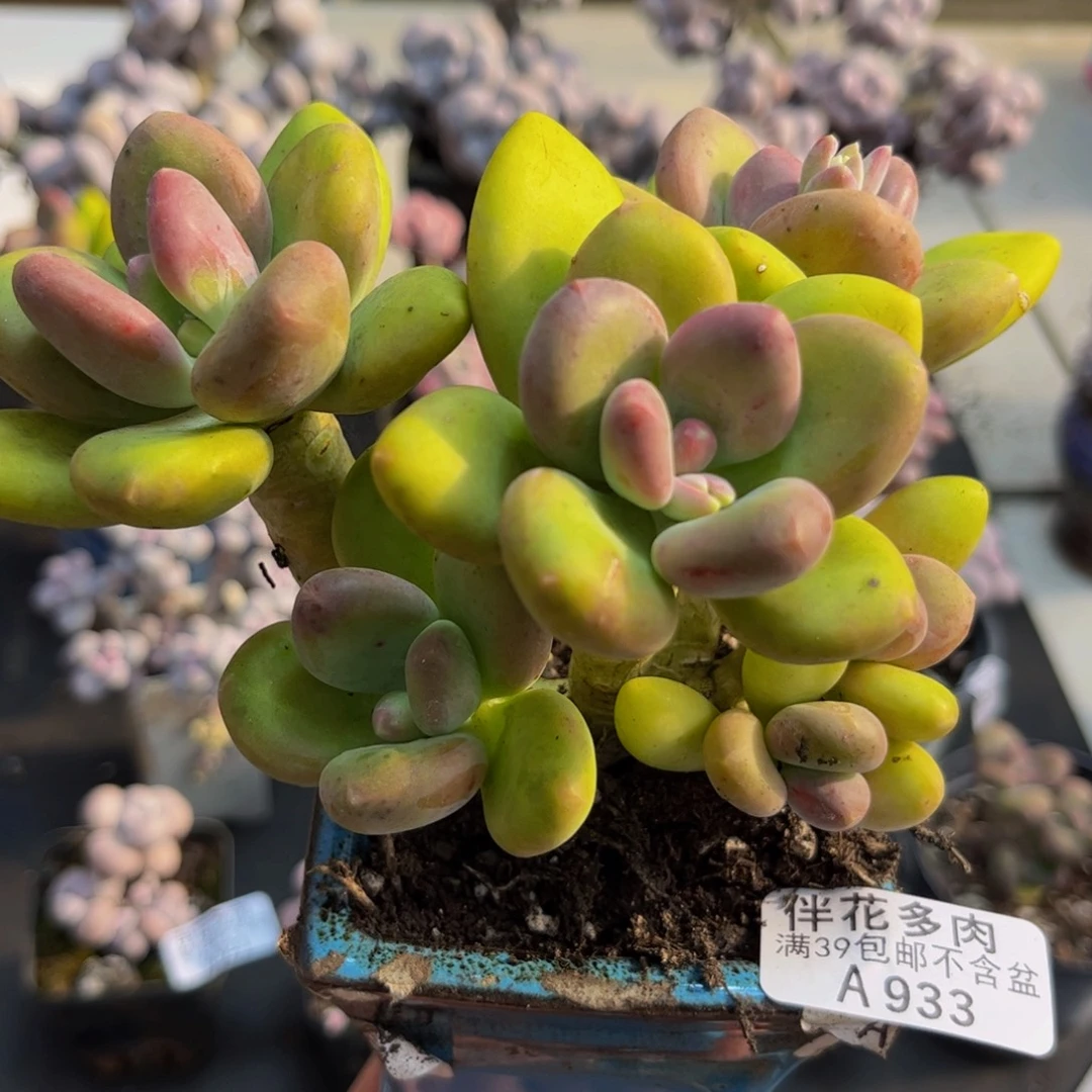 933/10cm芒果奶多肉植物