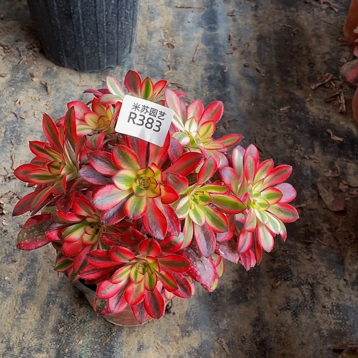 笑**生383多肉植物的生长