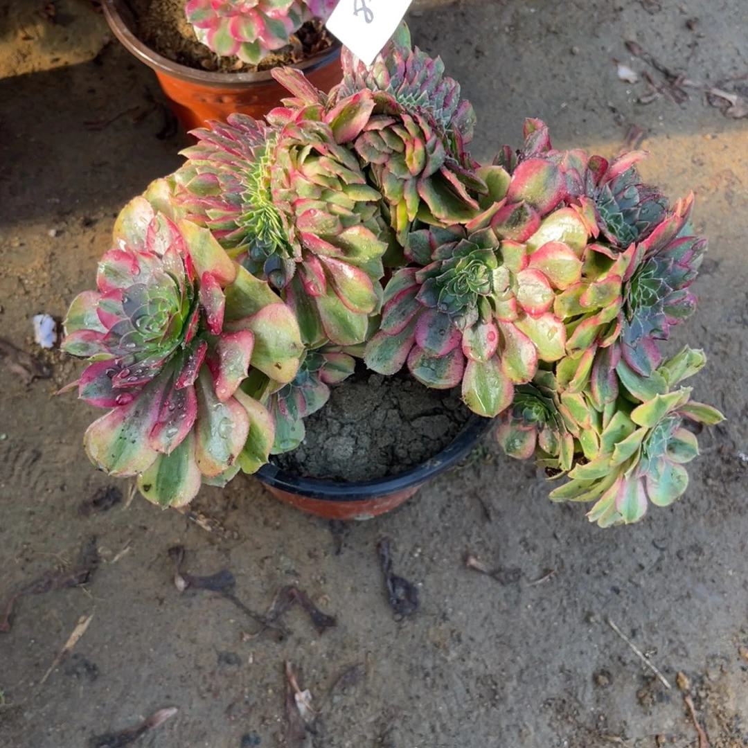 12-8-21雨荷缀化法师锦