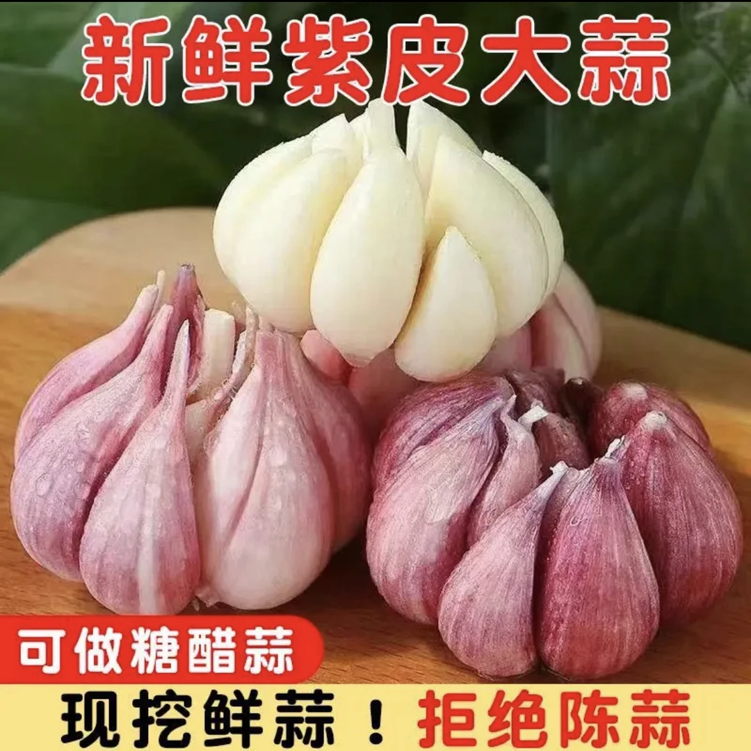 云南高山农家种植紫皮大蒜 现挖鲜蒜 香味足 多瓣紫皮大蒜