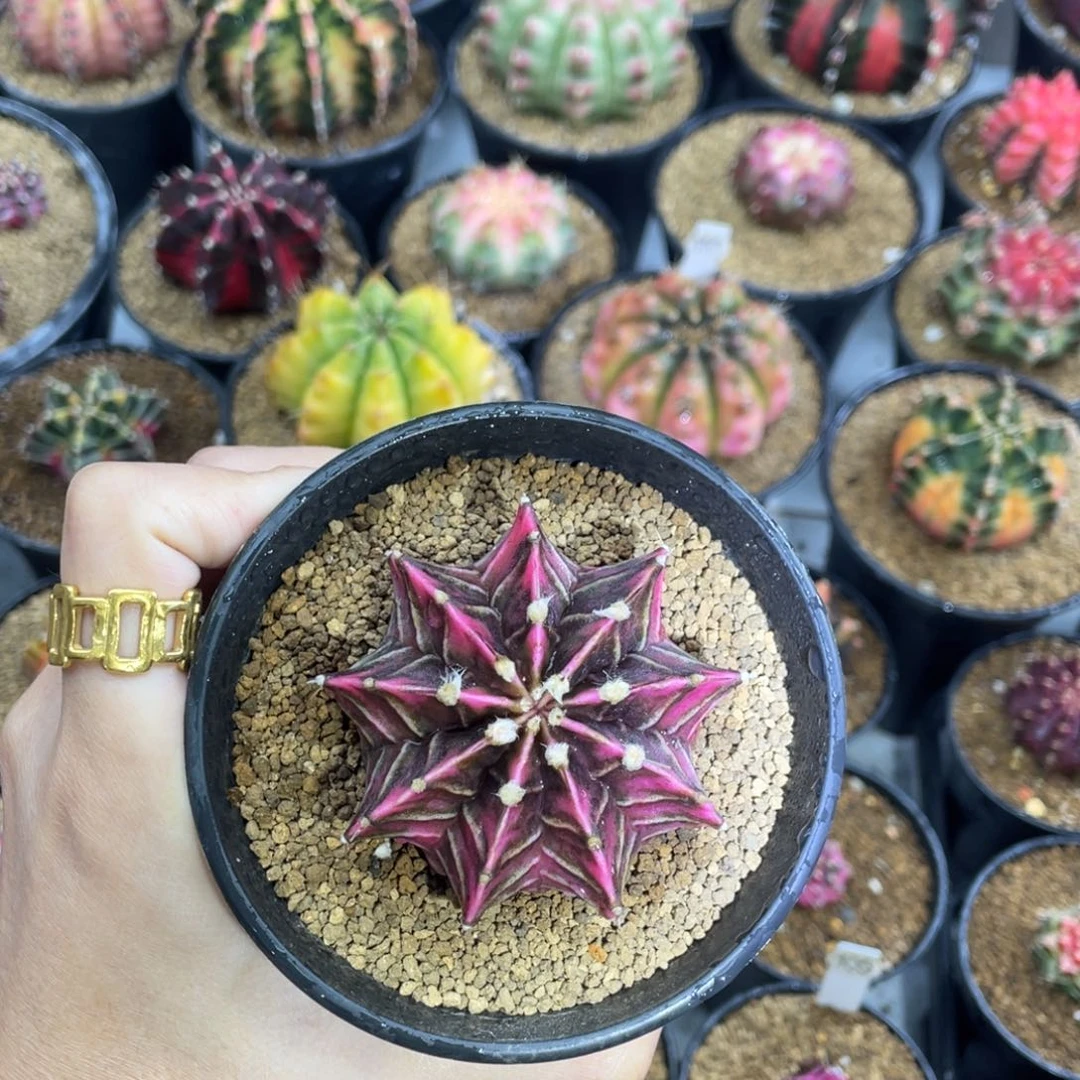 米哈星球00000000003