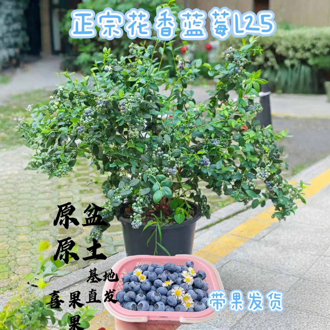 【蓝莓大苗L25】正宗花香蓝莓树苗原盆原土带果发货盆栽植摘果体验
