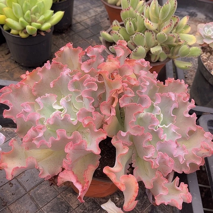 高砂2517多肉植物