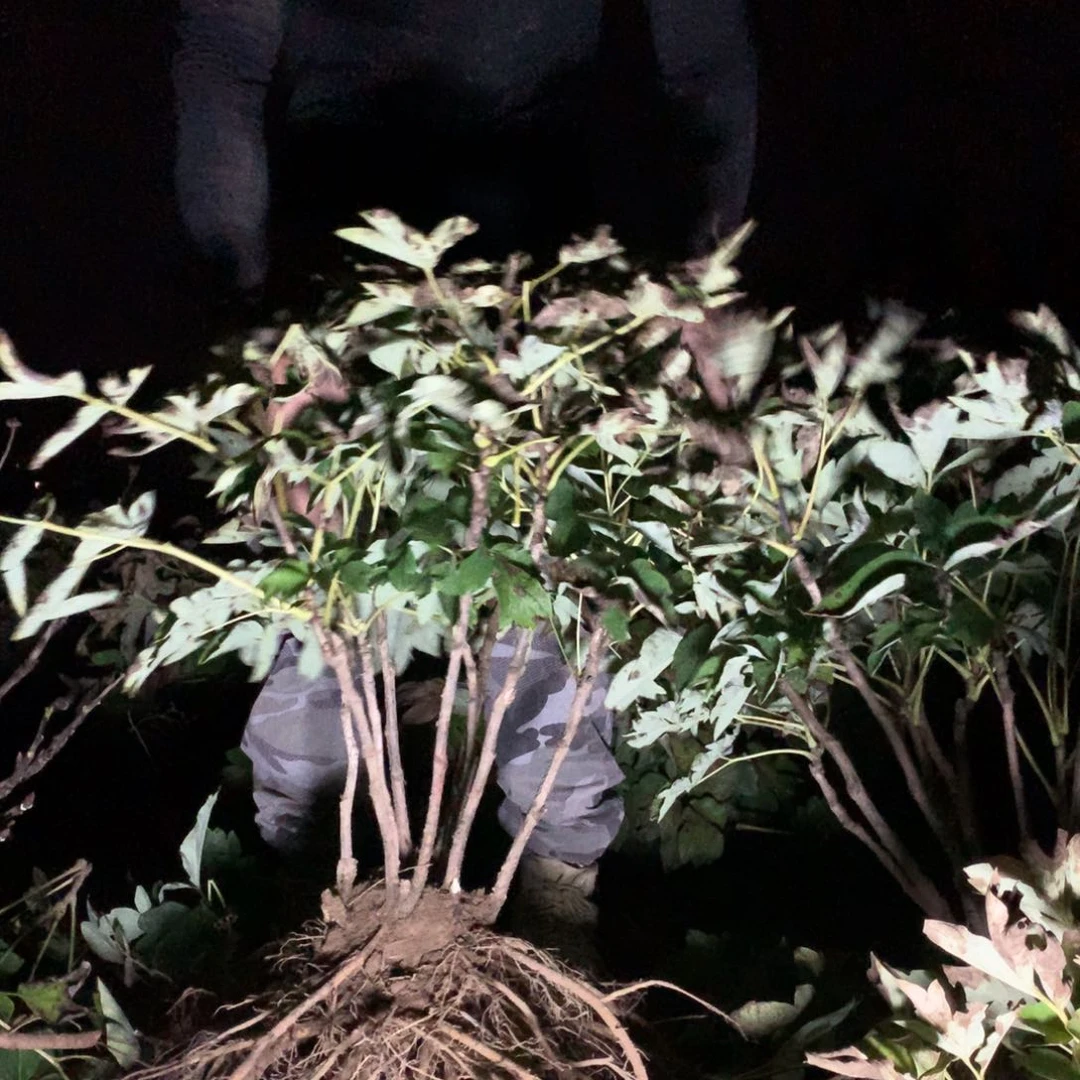 当前无花栽培后可以开花赵粉