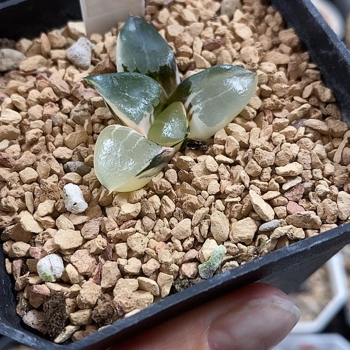672龙禧克锦一物一拍