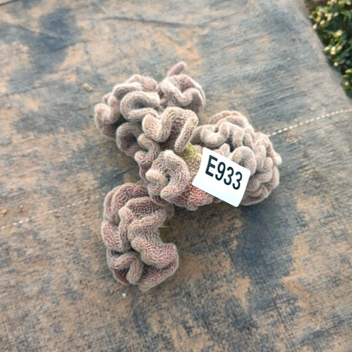 华*白檀缀化三个933