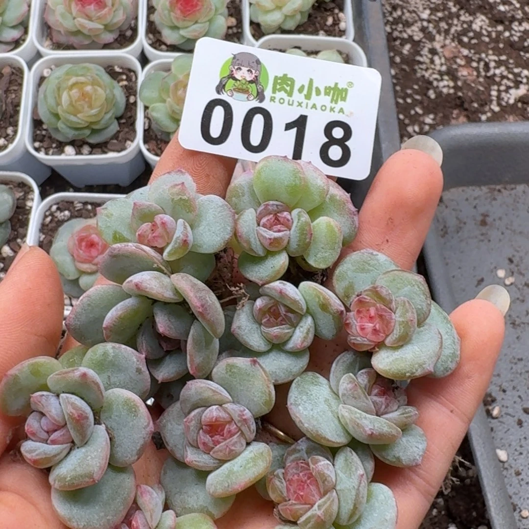 蜜***兔多肉植物多肉植物