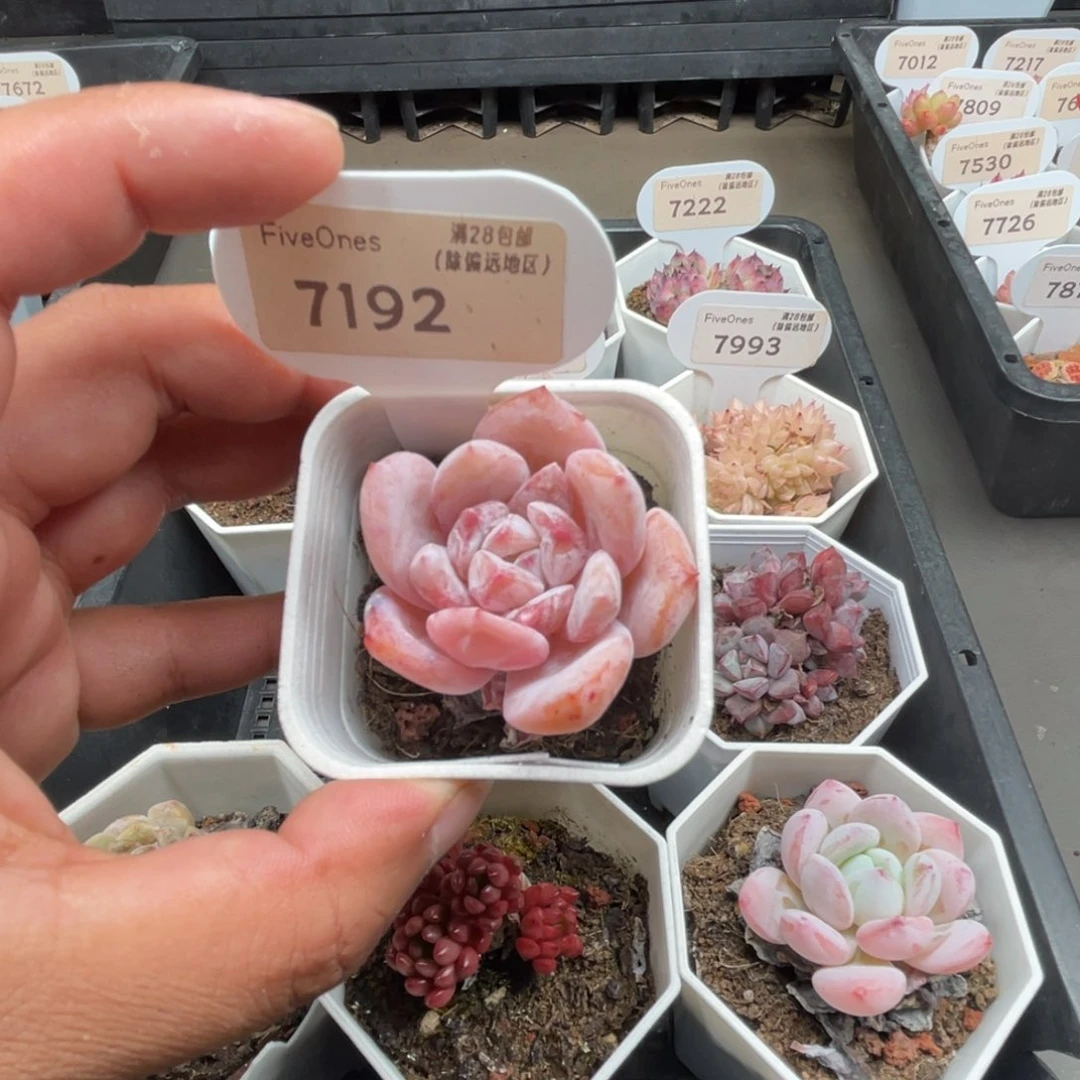 7192糖心雪天使4.0厘米