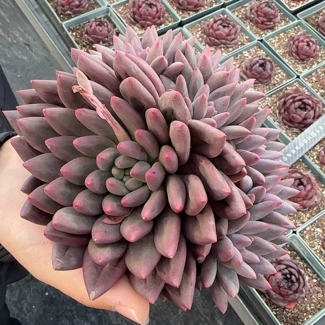 从前慢甄选多肉编号红蜻蜓