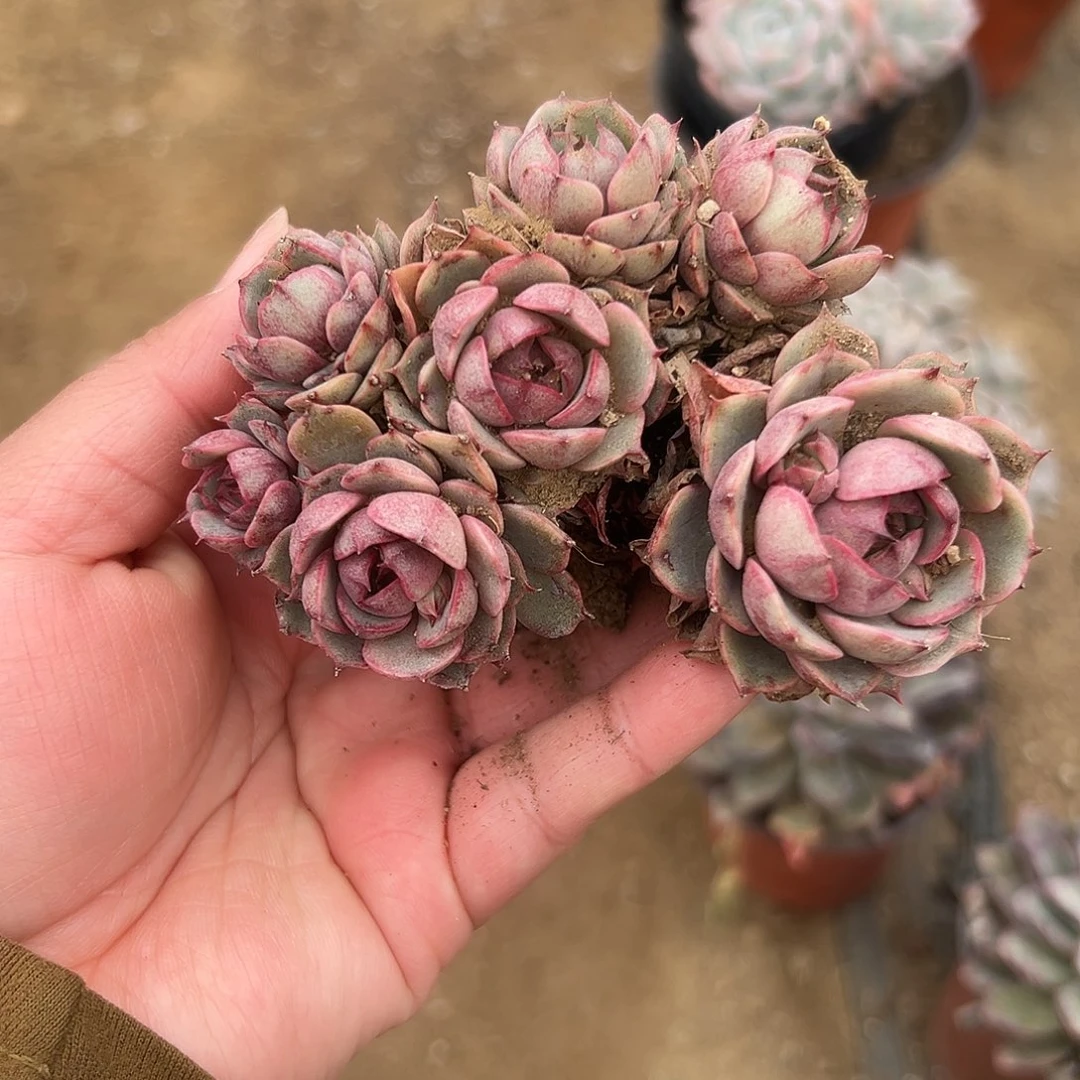 多肉植物本巴蒂斯