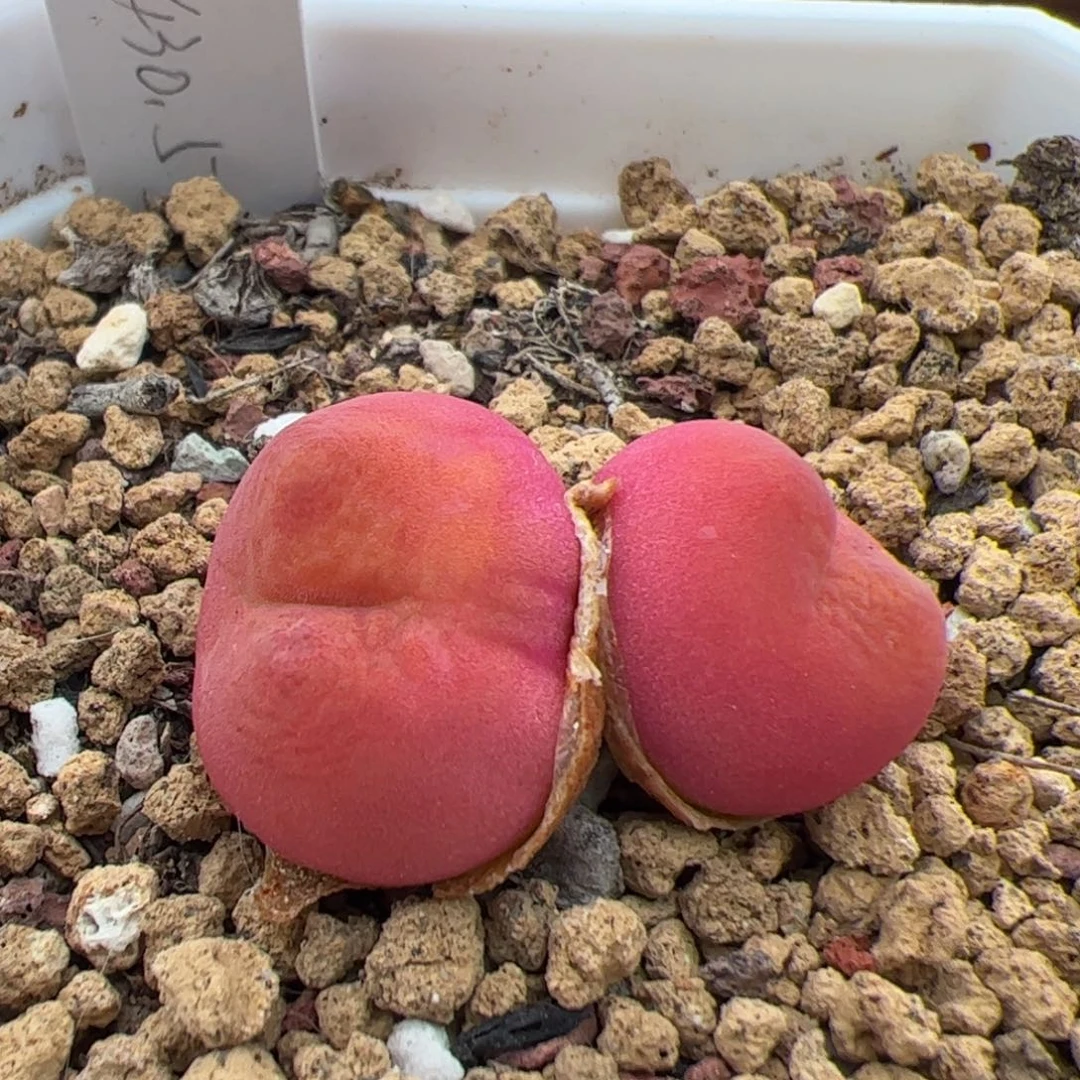 0320号水蜜桃 多肉植物