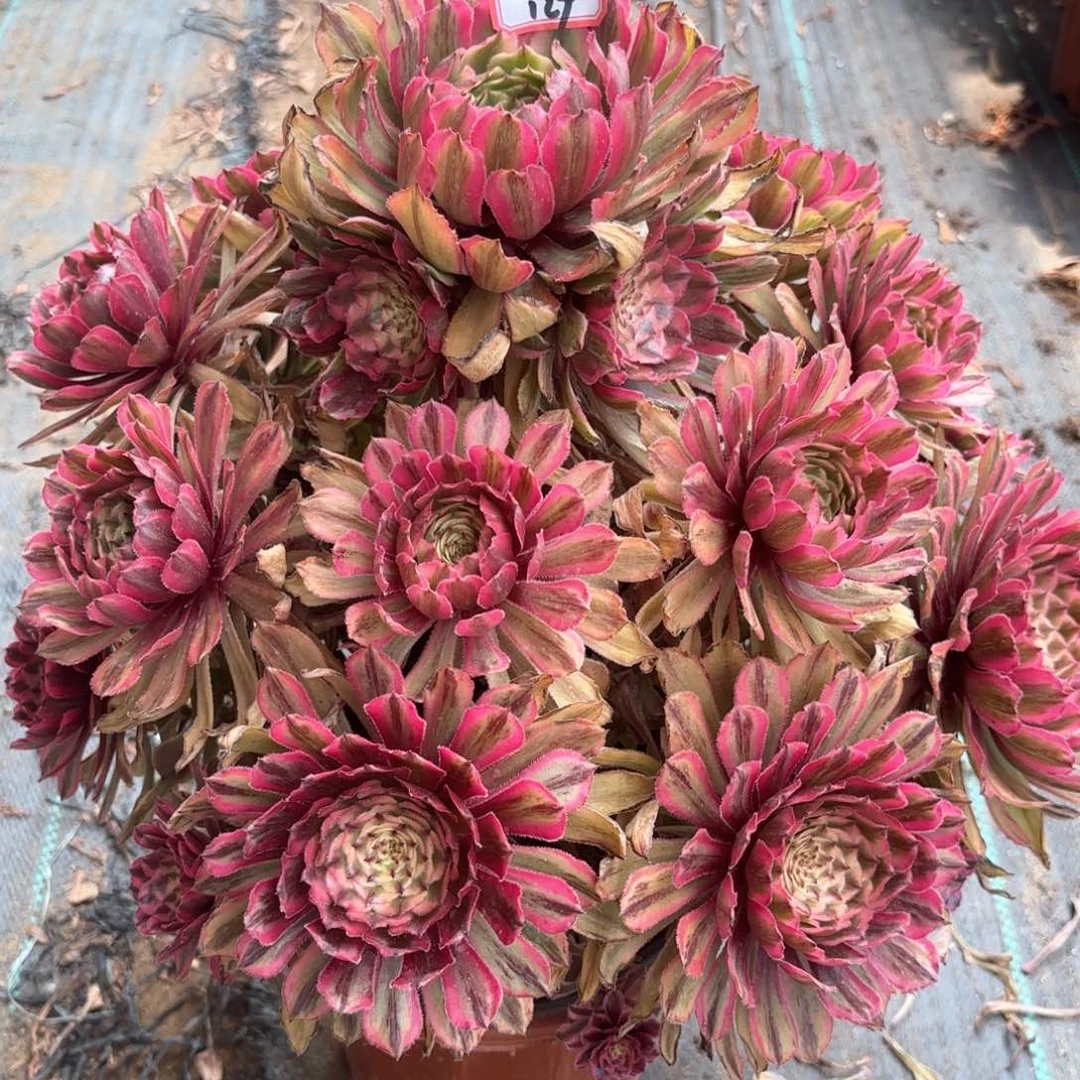 无花朵129黄花梨多肉植物绿植