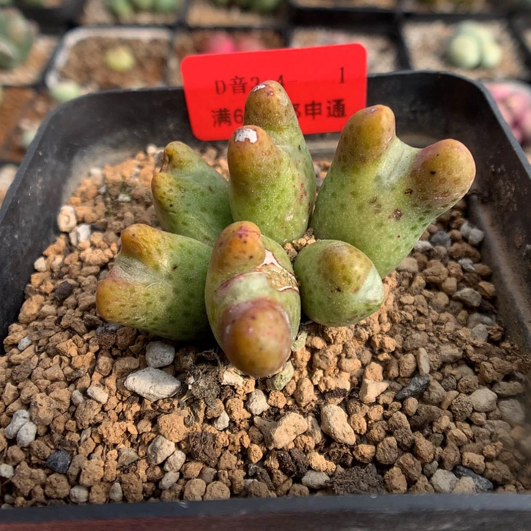 【闪购商品】3-4-1 955D斑马一群 60