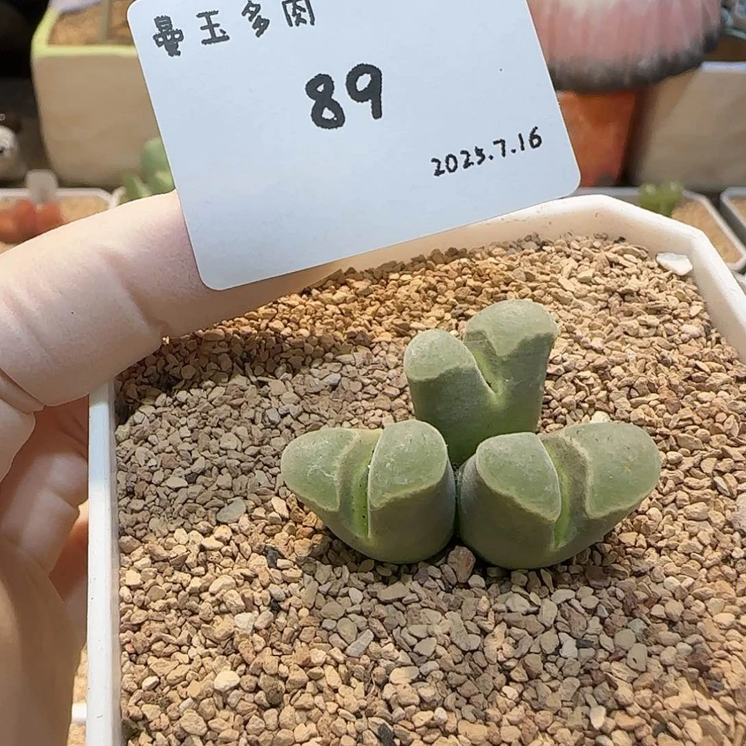 多肉多肉多肉7.16-089 极窗1802.84