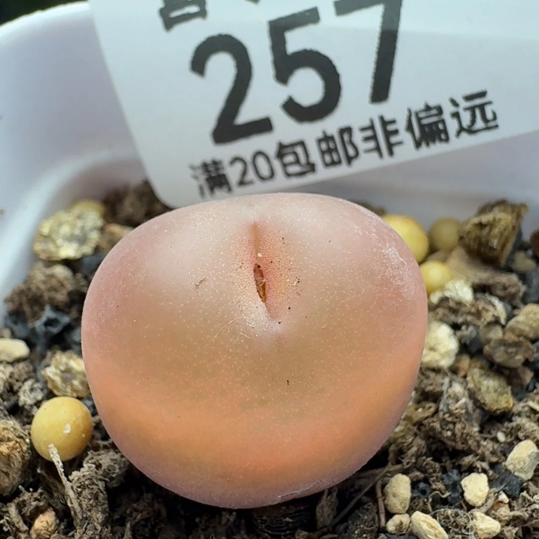 吕氏。    带盆土。