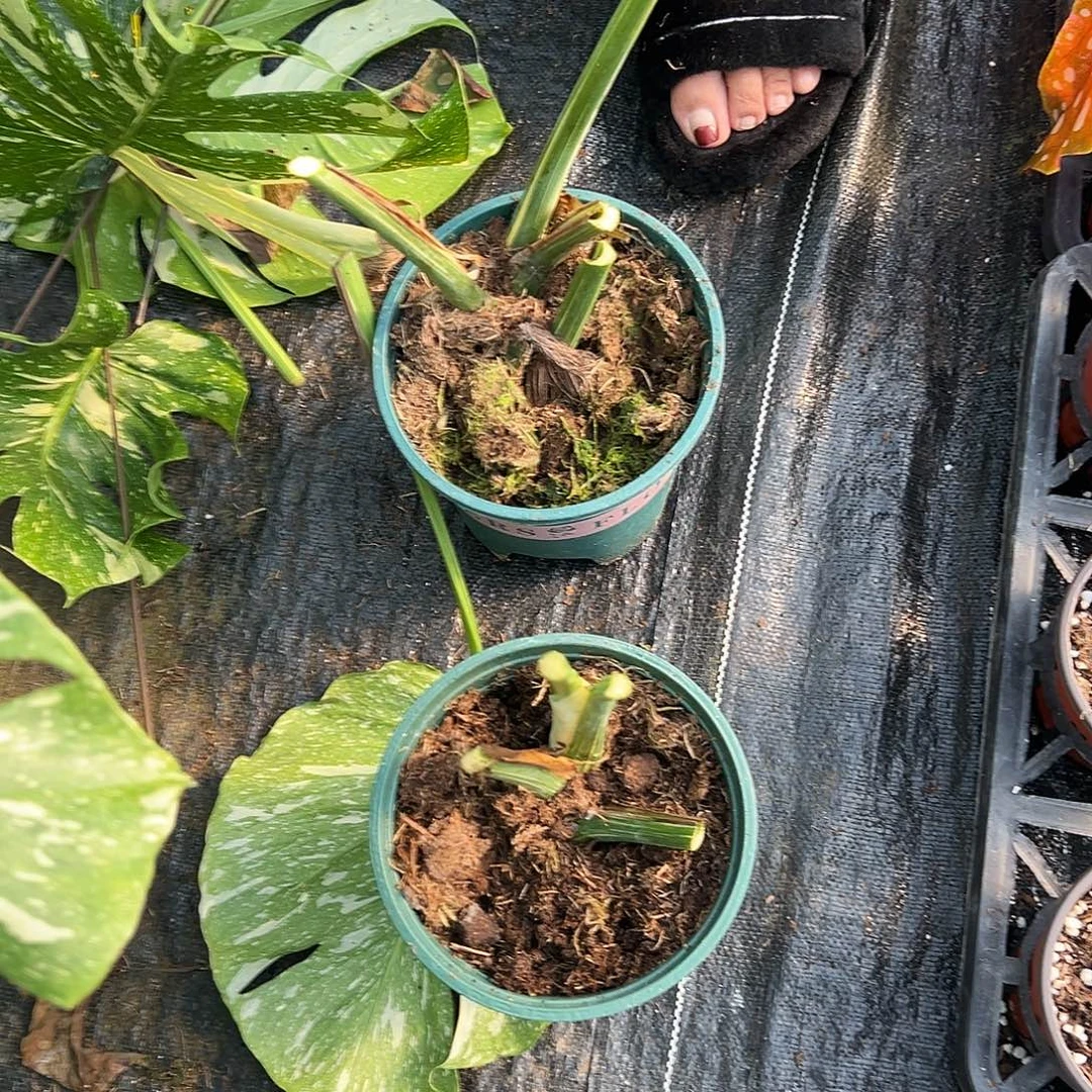 完全开放洒金老庄随机发货不售后