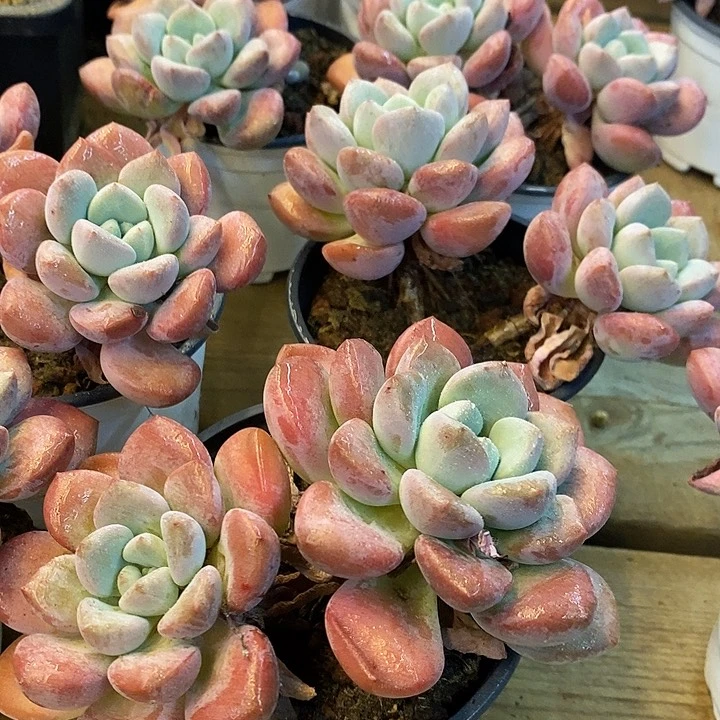 双头老桩白鹭，福利多多