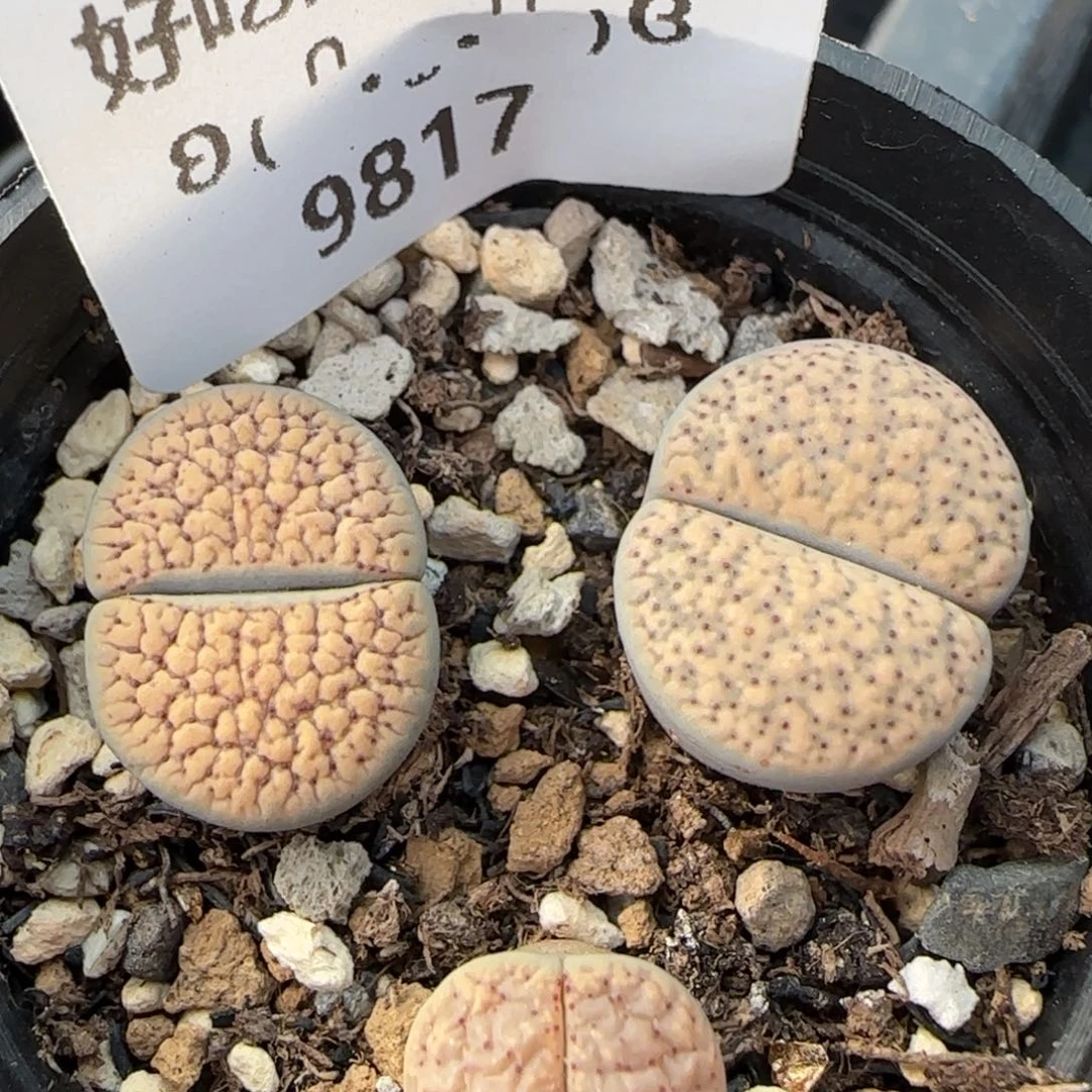 9817。默认脱土。18包邮。偏远88包邮