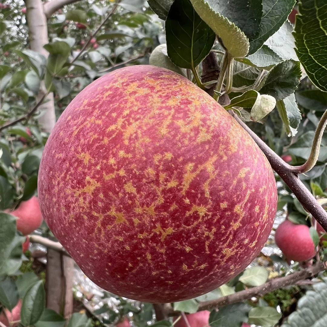 正宗云南昭通冰糖心丑苹果现摘新鲜红苹果脆甜多汁产地特产直发