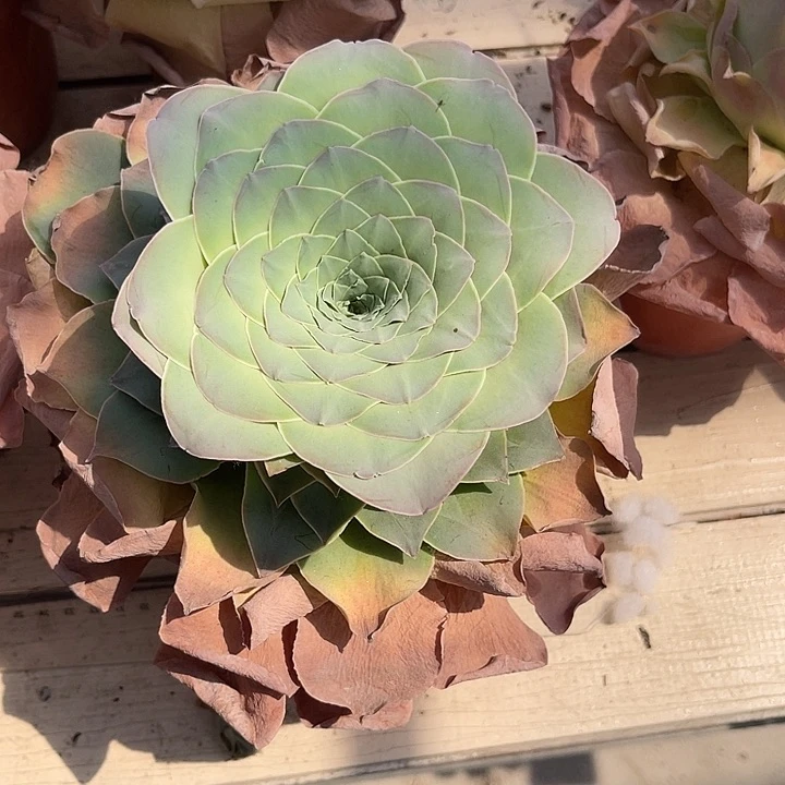 ?**?山地玫瑰一物一拍