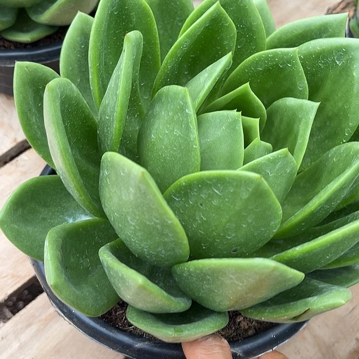 翠花25.99多肉植物精品