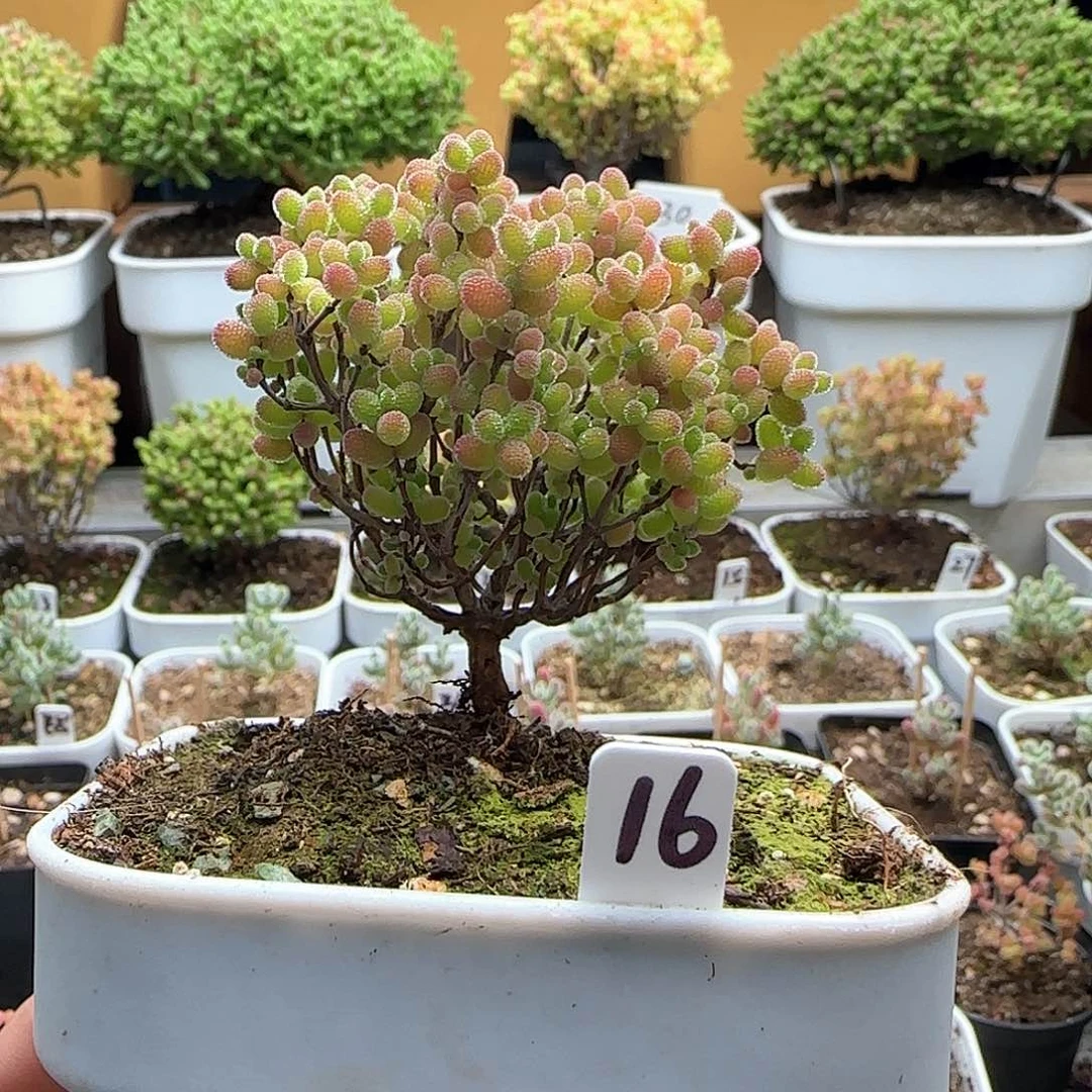 蜜橘糖球枝干番杏