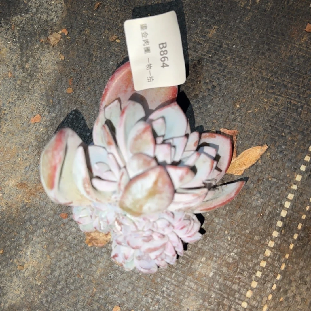 家***贝B864奶茶群生