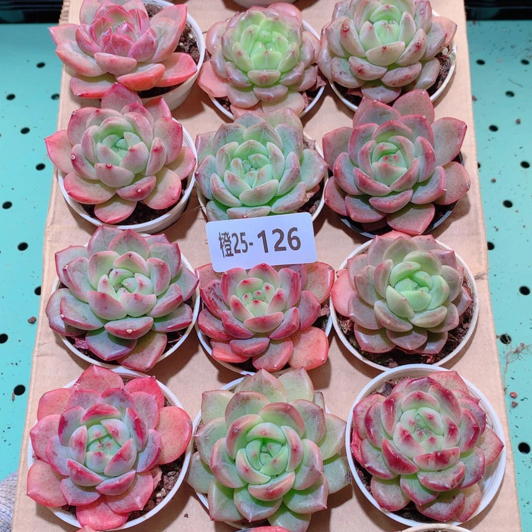 25-126一物一拍多肉带盆18颗