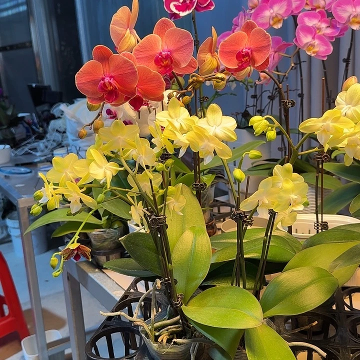 盈***筑大部分开放少量花苞160共两颗