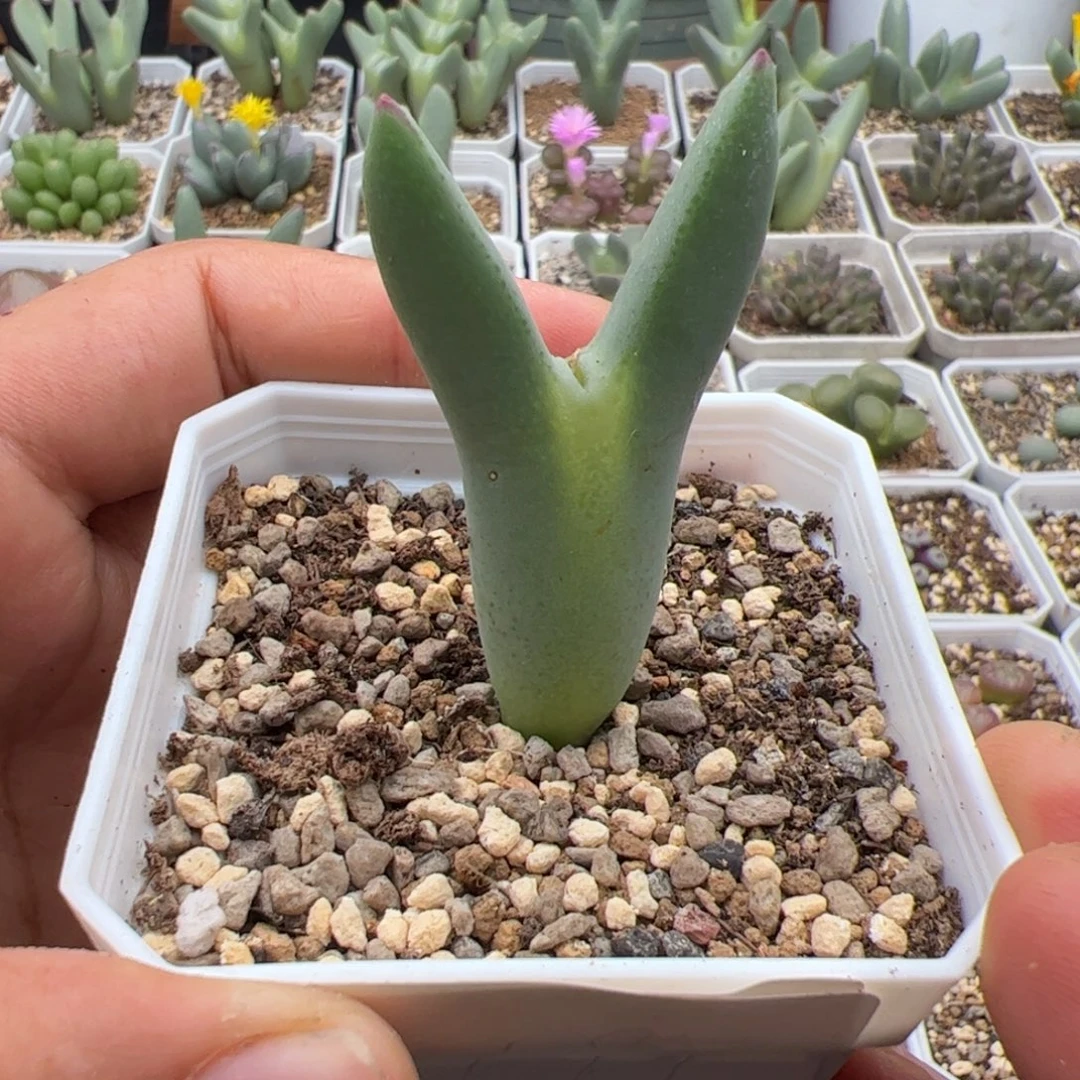 9.23皮卡丘多肉植物194