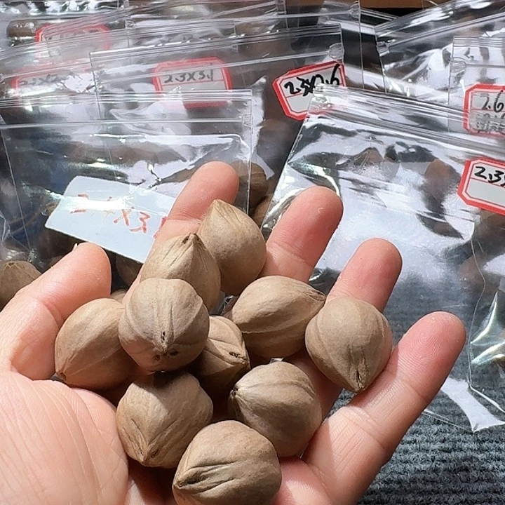 吊坠橄榄核2.3❌3.0