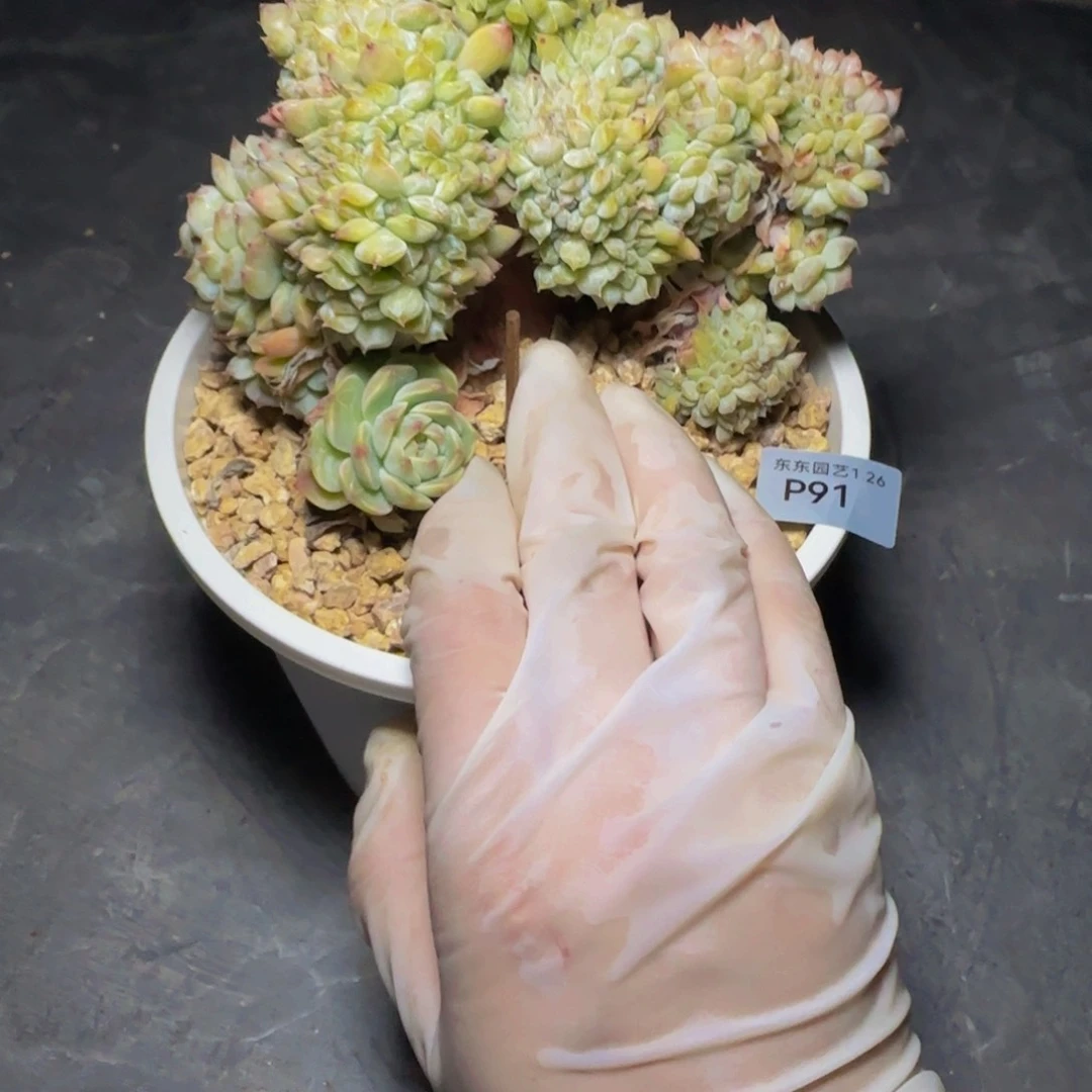 ?****p p p p p p p p 91