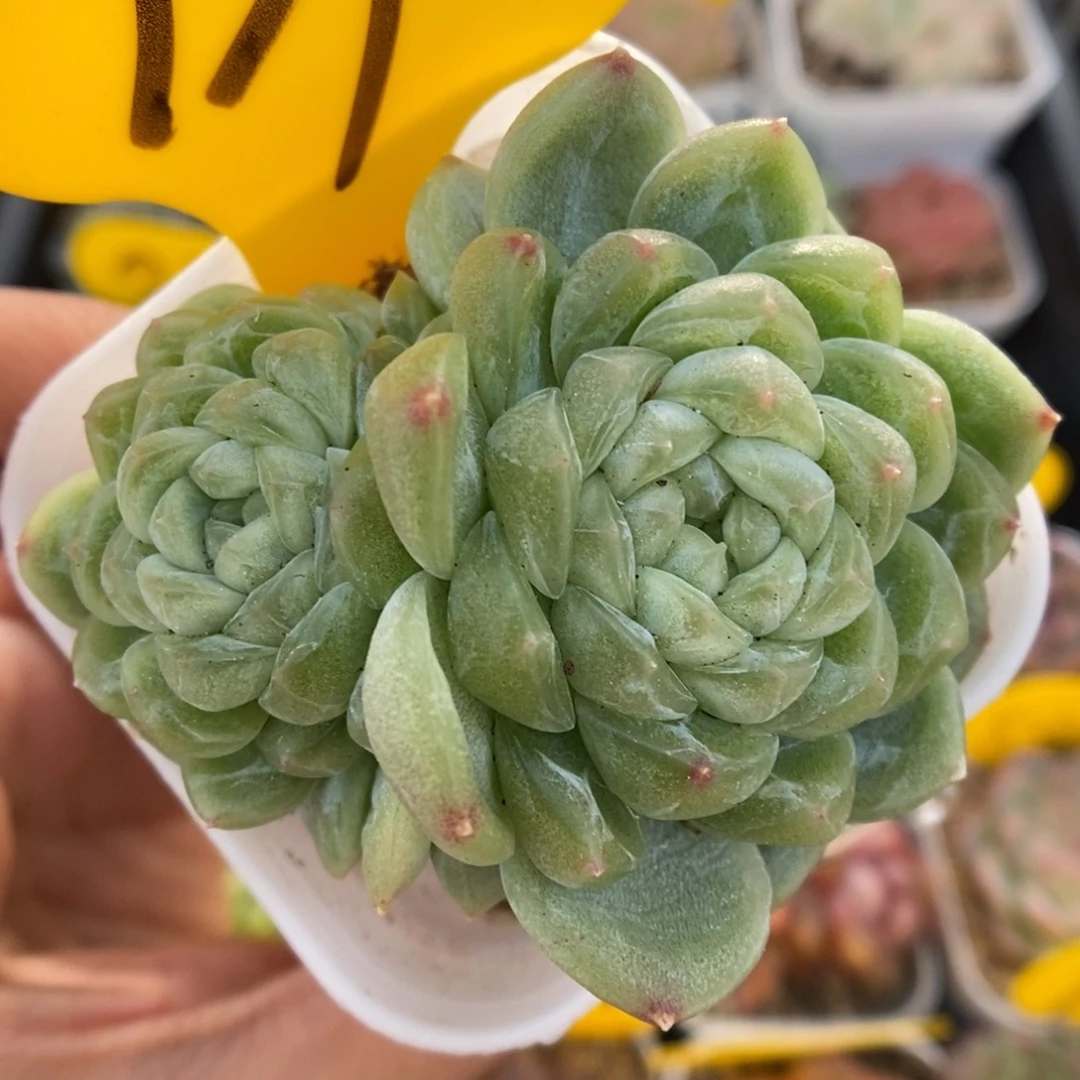 财富密码939号。